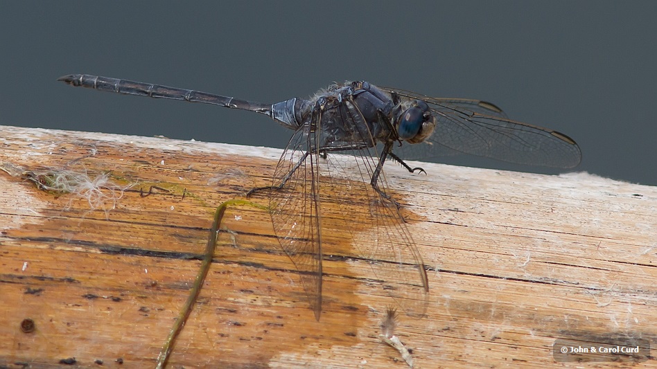 Orthetrum trinacria male-3839.jpg